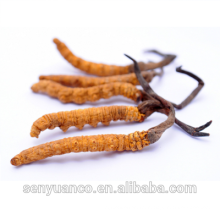 100% natural & pure cordyceps extract, wild cordyceps sinensis extract powder